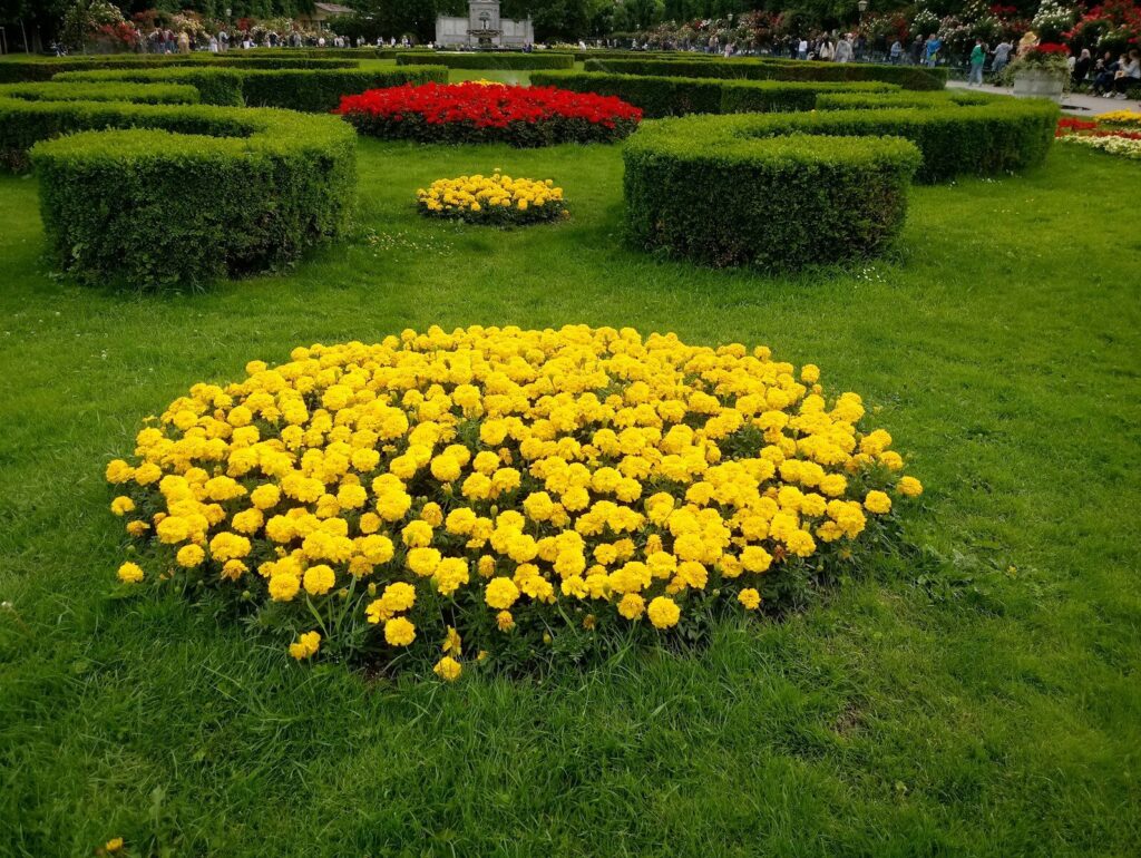 a garden of yellow flowers
