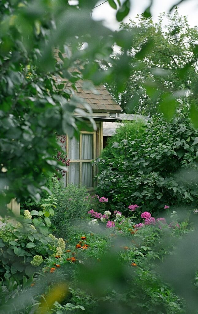 A garden with flowers and a shed in the background